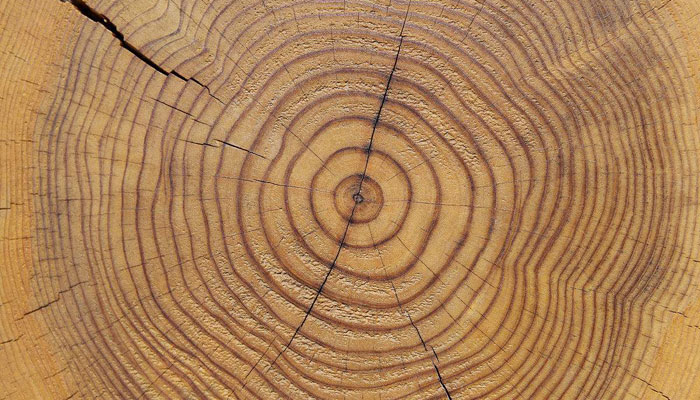 年轮.jpg