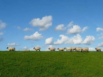 家电羊群效应加速上演背后：厂商未来出路正在变清晰