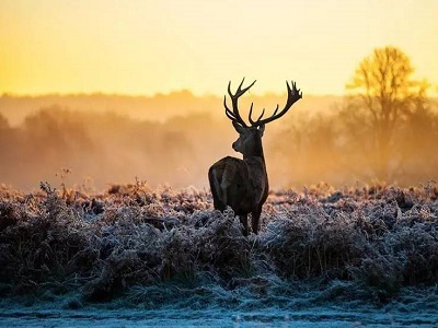 家电厂商必须警惕青蛙效应：不然身陷泥潭将无法脱身