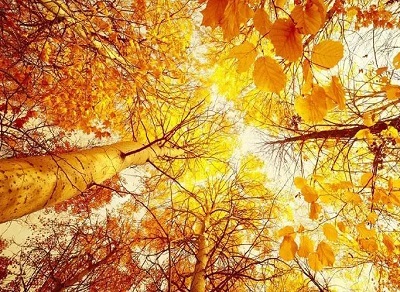 家电迎来铜九银十金十一促销季