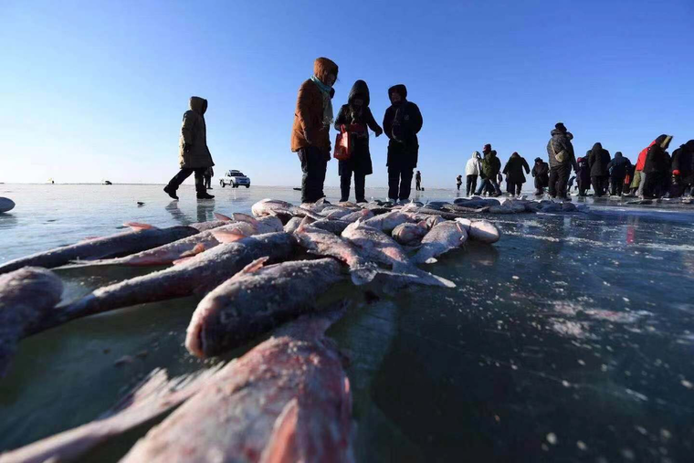 正宗查干湖鱼登陆苏宁年货节，最快48小时送达