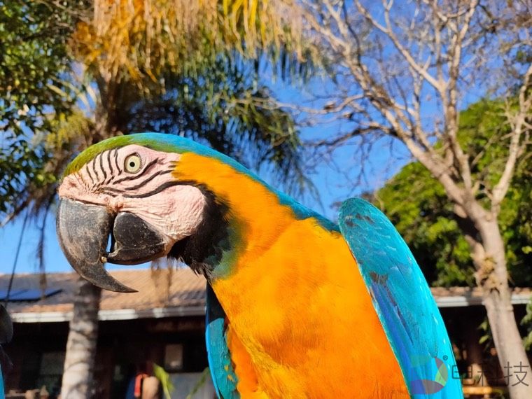 realme敢越级新作realme Q正式登场 998元起售