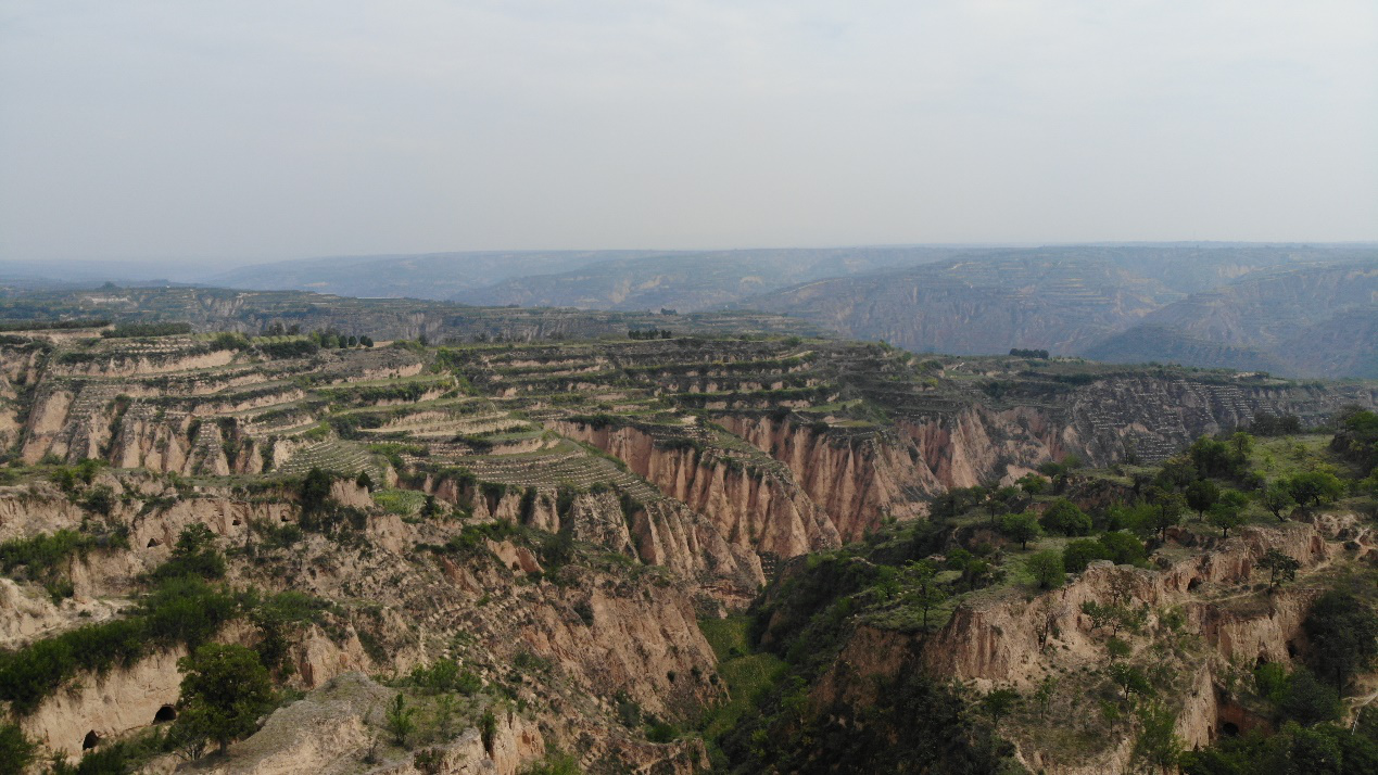 中国玉露香梨在隰县，苏宁扶贫模式推动农户脱贫增收