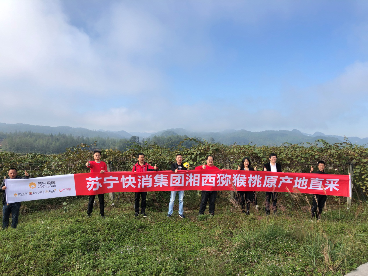  苏宁包下千亩湘西猕猴桃直供双十一