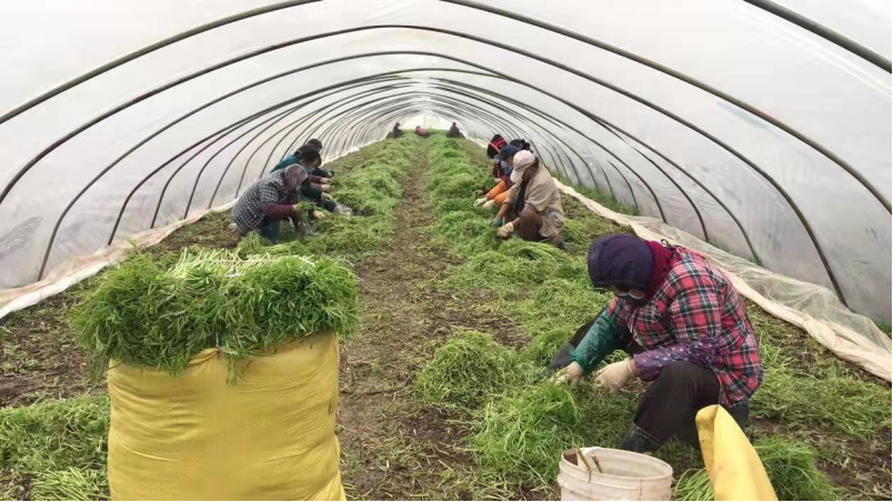 【0212】苏宁官宣助农18条 启动农产品绿色通道125.png