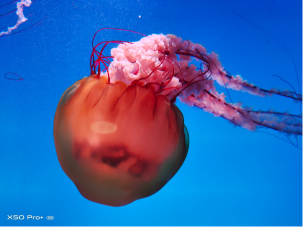 【vivo新闻】超感光大底显实力&nbsp;vivo&nbsp;X50&nbsp;Pro+秀水族馆暗光样张585.png