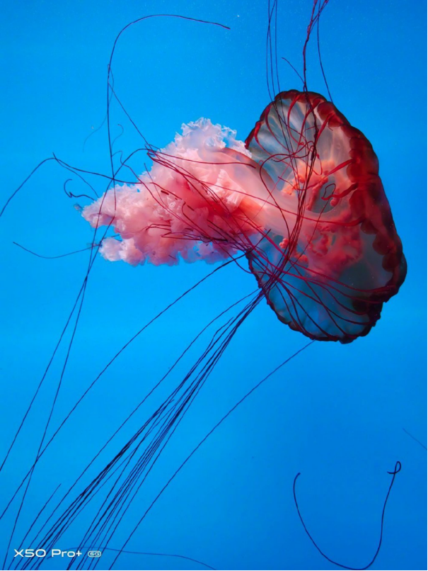 【vivo新闻】超感光大底显实力&nbsp;vivo&nbsp;X50&nbsp;Pro+秀水族馆暗光样张844.png