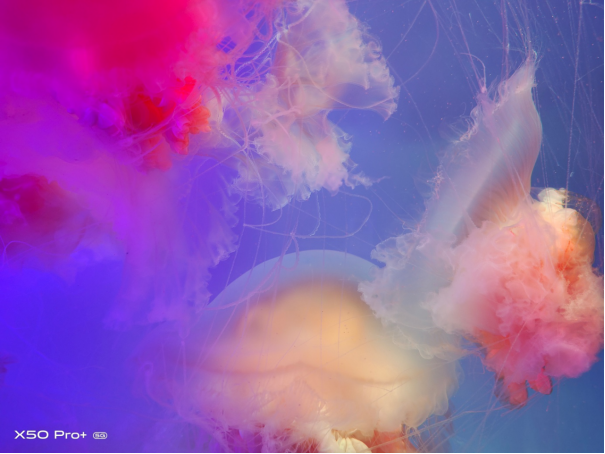 【vivo新闻】超感光大底显实力&nbsp;vivo&nbsp;X50&nbsp;Pro+秀水族馆暗光样张754.png