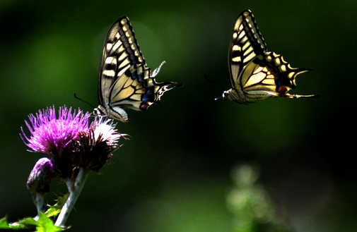 天籁K歌音乐排行榜——金票根圆梦计划