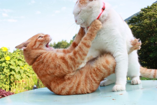 不讲生态的HDR都是耍流氓……