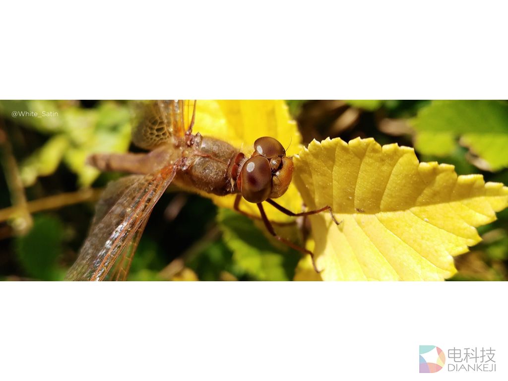 Z11 miniS1017.150.jpeg