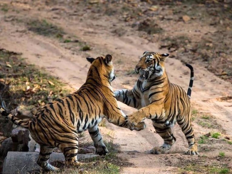 动物园老虎咬人事件再现 热度甩超春晚背后 社交媒体上如何道德松绑