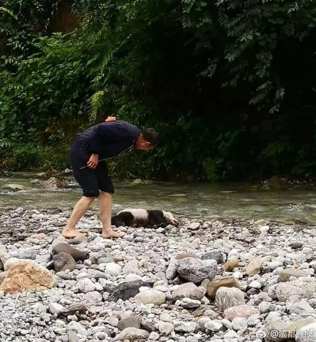 大熊猫溺亡！网友质疑为何不保护？专家的回答意料之外情理之中