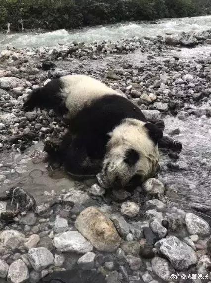 大熊猫溺亡！网友质疑为何不保护？专家的回答意料之外情理之中