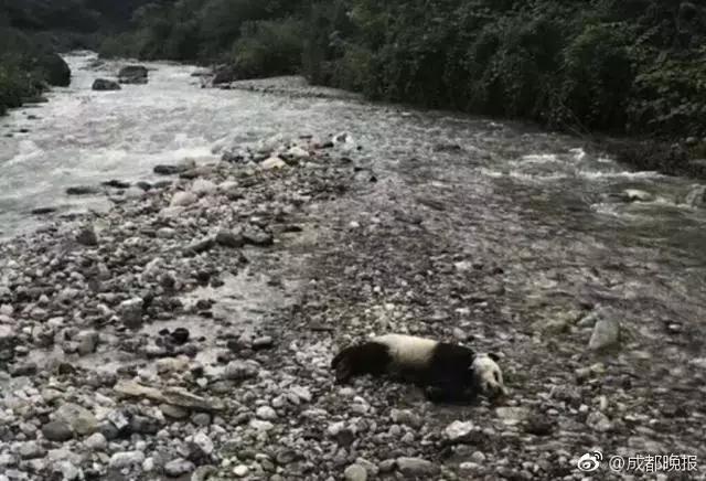 大熊猫溺亡！网友质疑为何不保护？专家的回答意料之外情理之中