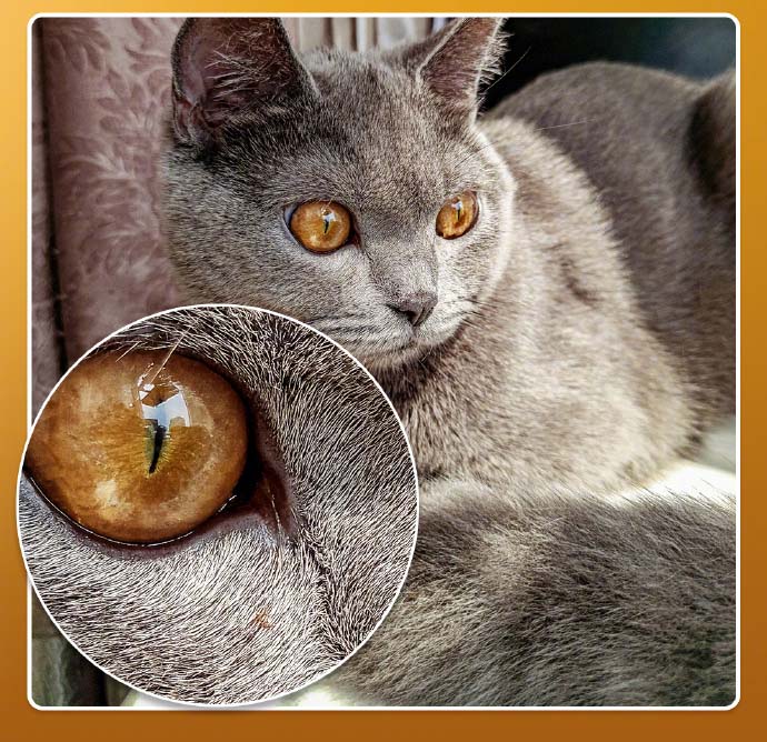 6400万像素时代来临，未来旗舰手机拍照必备，卡片机彻底歇了