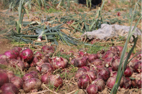 云南700万出口洋葱滞销  苏宁等电商平台紧急伸出援手