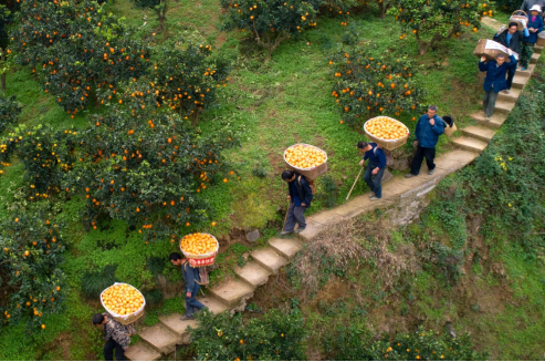 电科技 - 拼多多获奖528.png