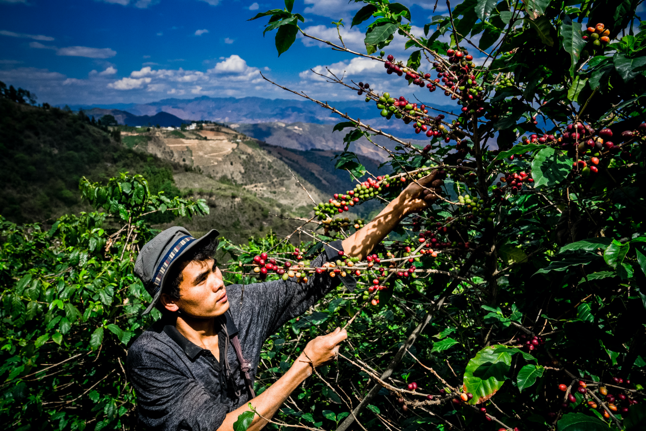 农产品上行助力中国脱贫攻坚战,中国电商平台让海外学者另眼相看