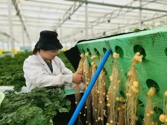 科技小院迎来首场赛事，力促农研技术落地服务乡村振兴