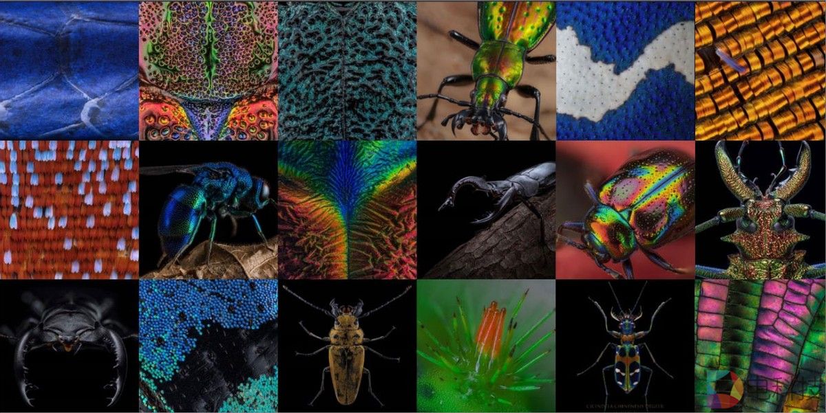 科技与艺术深度融合的盛宴，华硕电脑助力超微昆虫摄影展