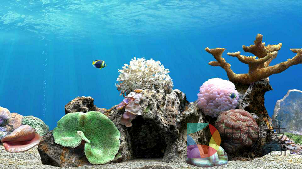 养鱼，梦幻水族，和游戏