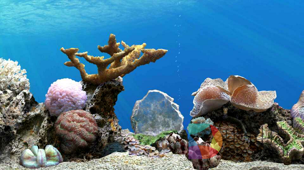 养鱼，梦幻水族，和游戏