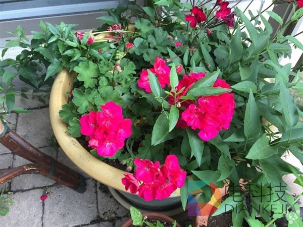 iPod touch 6，拍照，iPhone 6