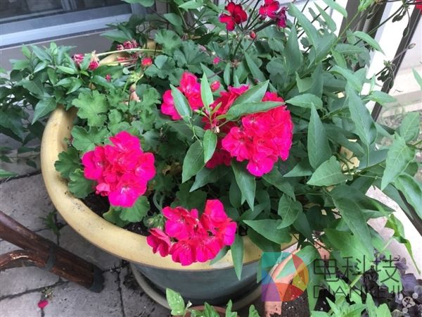 iPod touch 6，拍照，iPhone 6