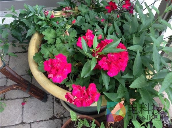 iPod touch 6，拍照，iPhone 6