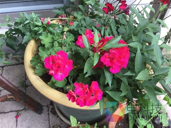 iPod touch 6，拍照，iPhone 6