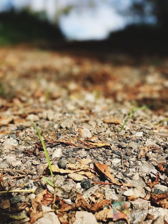 iPhone 7 Plus双摄像头+“肖像”模式有多神奇?网友上照片了