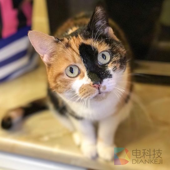 iPhone 7 Plus双摄像头+“肖像”模式有多神奇?网友上照片了