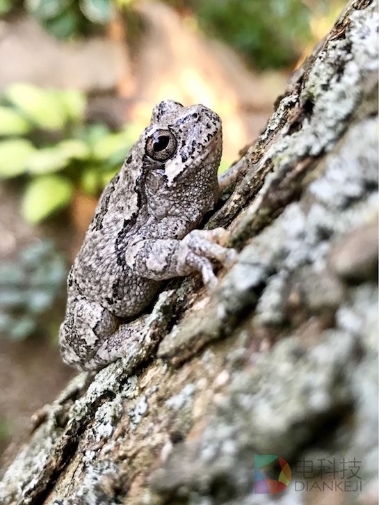 iPhone 7 Plus双摄像头+“肖像”模式有多神奇?网友上照片了