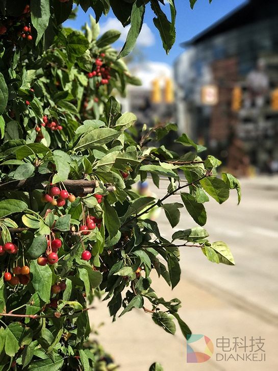 iPhone 7 Plus双摄像头+“肖像”模式有多神奇?网友上照片了