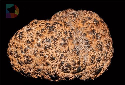 智能手机成环境杀手 稀有深海生物或加速灭绝