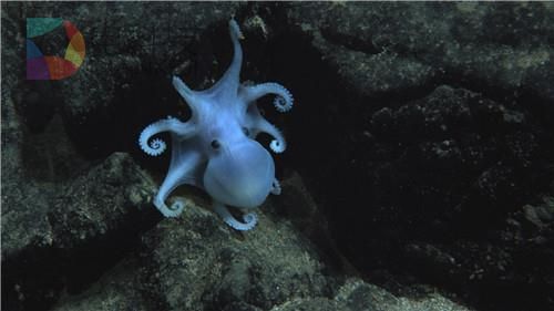 因为智能机所需金属 许多稀有深海生物将死去