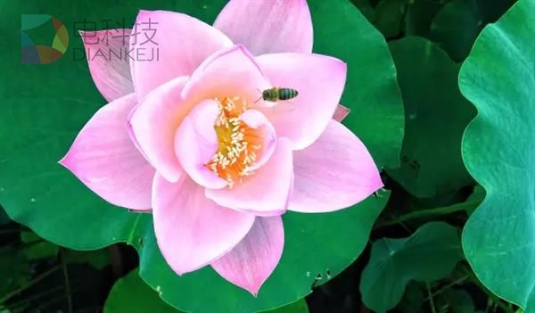 如何用手机拍出高大上的照片