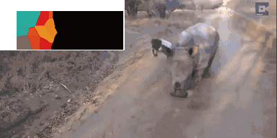 手环绑狗身上算不算微信步数？官方首次揭秘