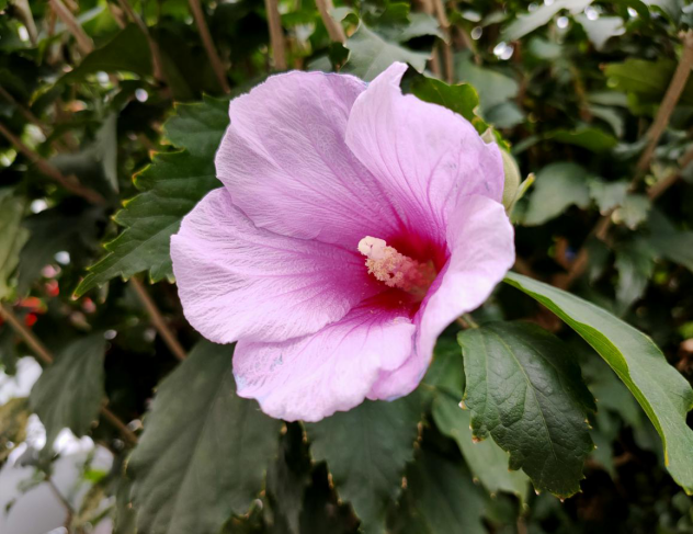 OPPO Reno2评测(有Logo)1753.png