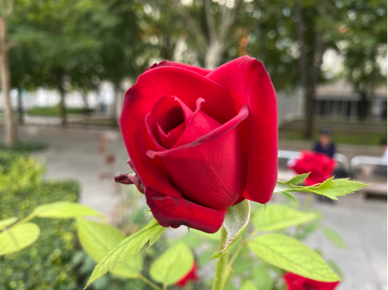 iPhone 11评测，一部黔驴技穷的樗栎庸材2045.png