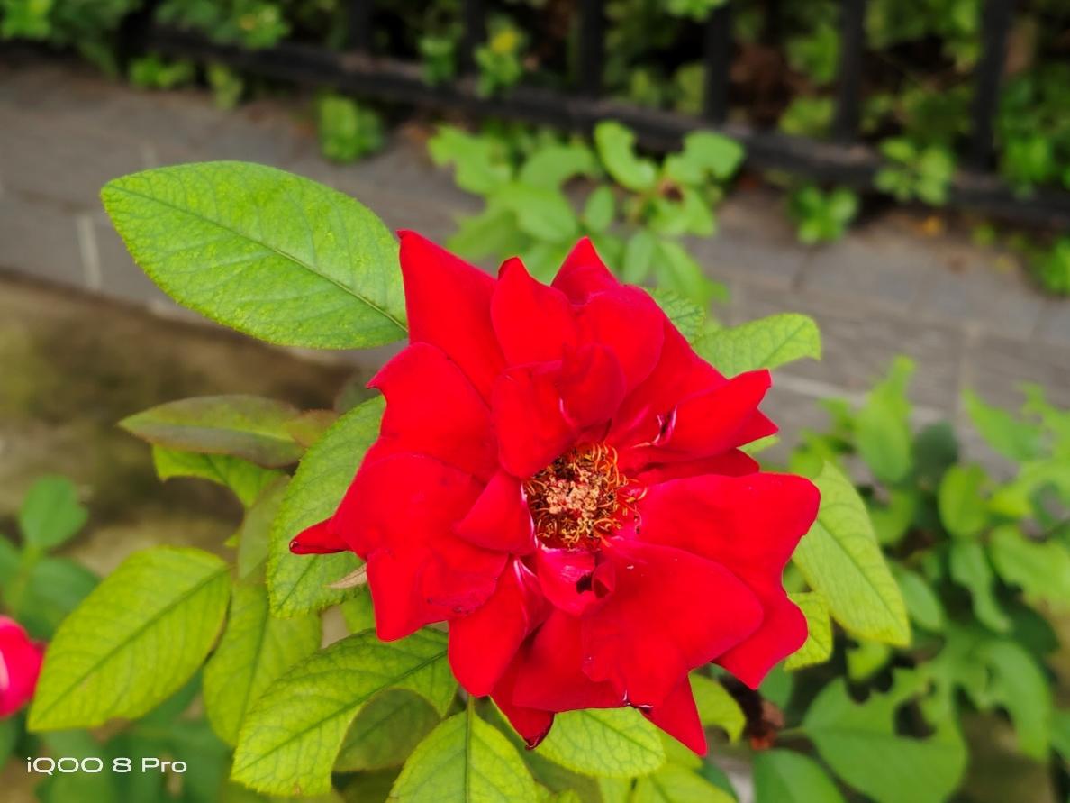 iQOO 8 Pro:从全能进化到旗舰,横跨游戏、Vlog两界,堪称全民机皇