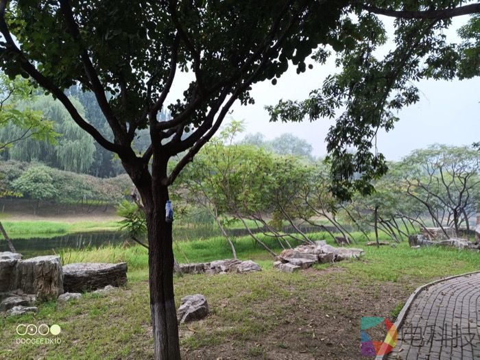 草地上的大树描述已自动生成