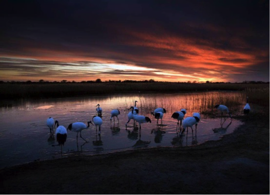 丹顶鹤为什么回来了？马云点赞的姑娘这样说……