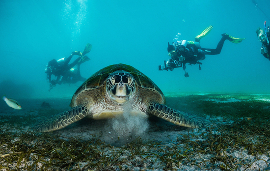 A股回归潮：22家“海归”企盼万亿市值