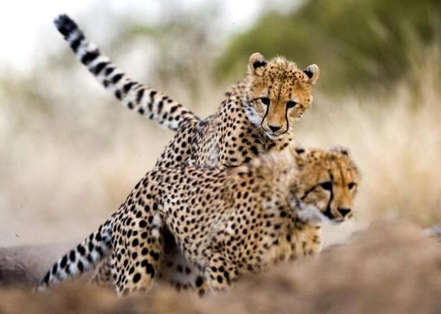 猎豹移动财报解读：转型做内容分发和大数据