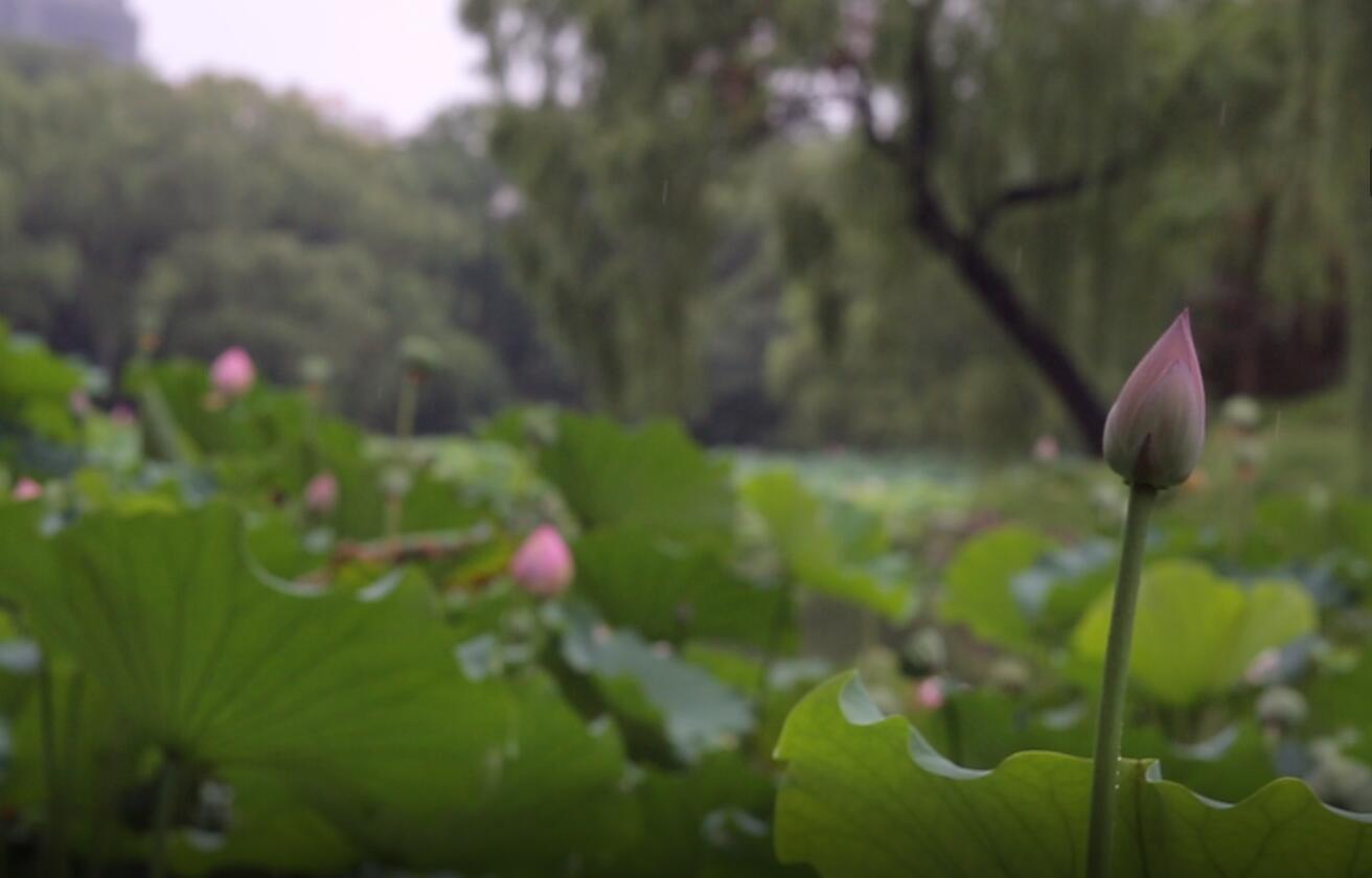 北京暴雨过后的紫竹公园有着你不曾留意的美景
