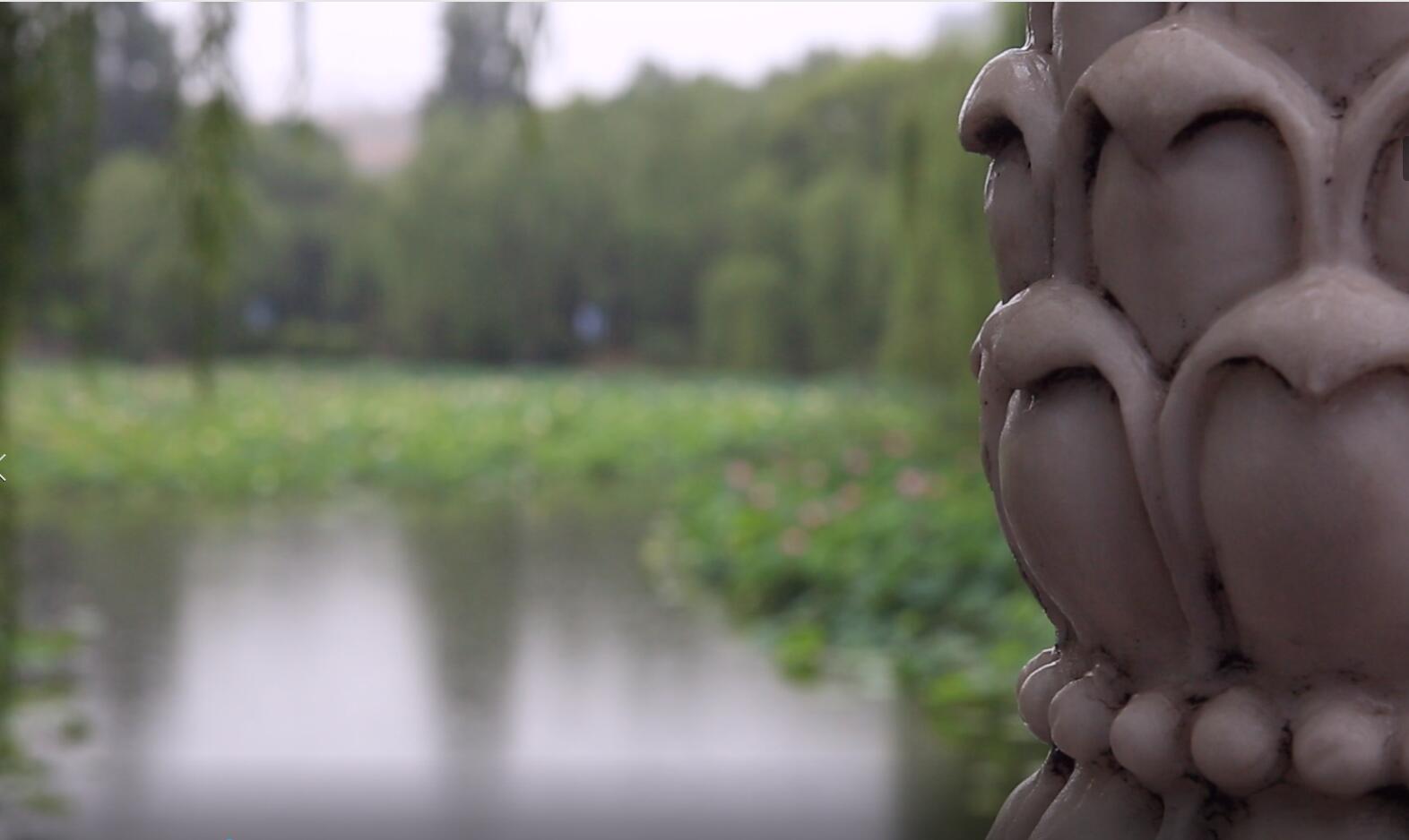 人间喜剧带你去看紫竹院盛夏的荷花