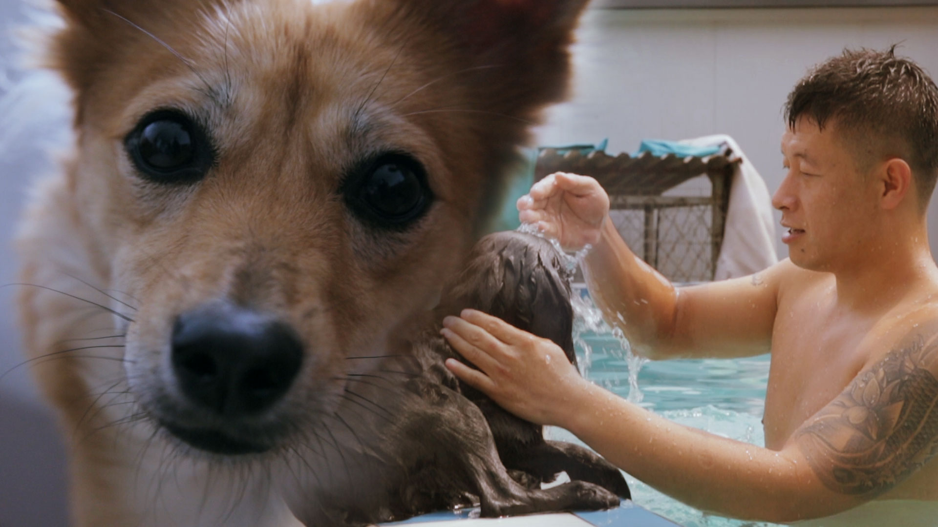 张宁和他收养的220条狗狗