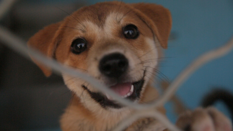 你无法想象，现在见到的220只流浪狗，在不久之前都经历过